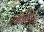 60- Appele aussi lievre de mer l'aplysia dactylomela mesure 14 cm - Recifs Kouare